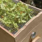 Miniature Séchoir solaire - OMY S - SOLAR BROTHER N° 14
